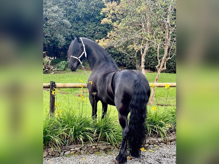 Ostfriese Hengst 7 Jahre 173 cm in Xativa