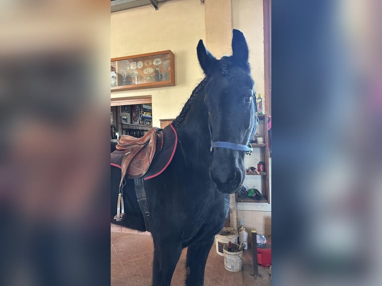 Ostfriese Jument 10 Ans 164 cm Bai brun foncé in Bedizzole