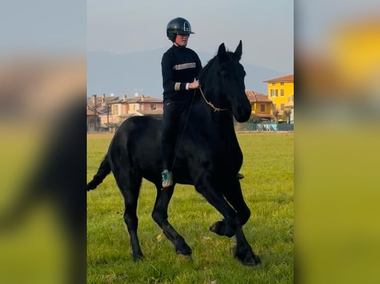Ostfriese Jument 10 Ans 164 cm Bai brun foncé in Bedizzole