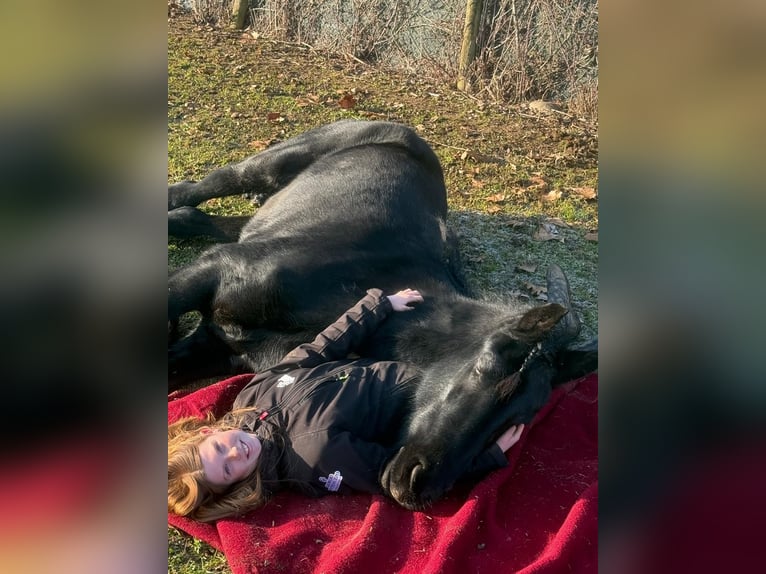 Ostfriese Stute 10 Jahre 164 cm Schwarzbrauner in Bedizzole