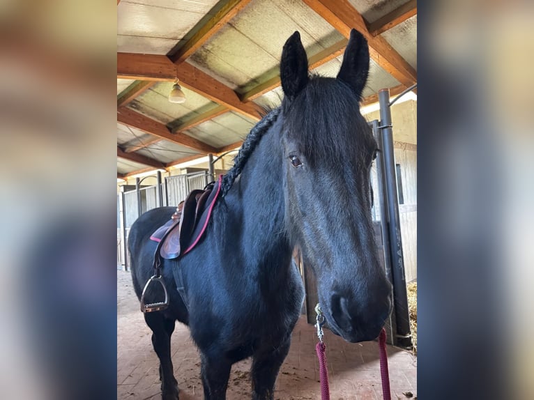 Ostfriese Stute 10 Jahre 164 cm Schwarzbrauner in Bedizzole