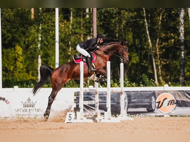 Łotewski koń gorącokrwisty Klacz 15 lat 164 cm Gniada in Vētras
