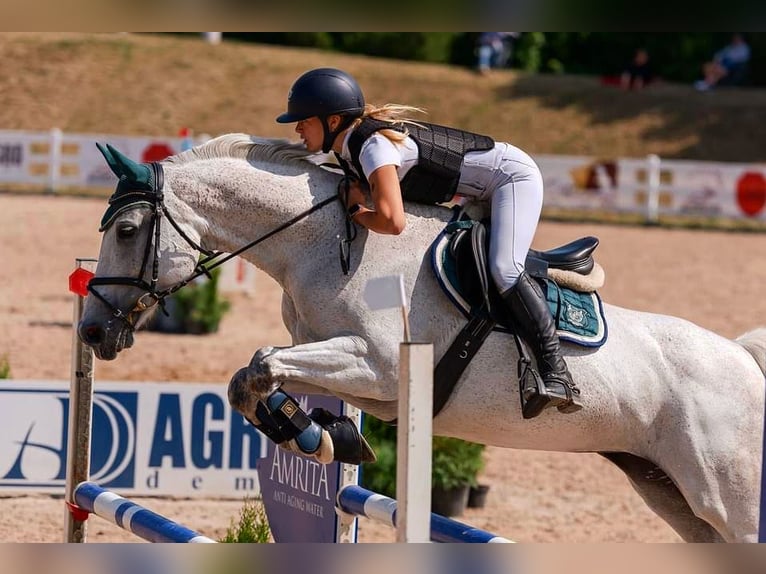 Łotewski koń gorącokrwisty Klacz 16 lat 159 cm Siwa in Marupe