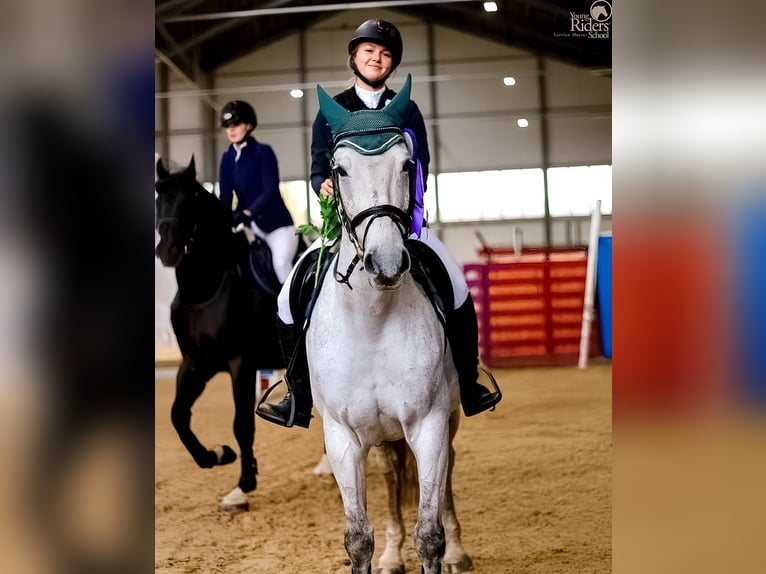 Łotewski koń gorącokrwisty Klacz 16 lat 159 cm Siwa in Marupe