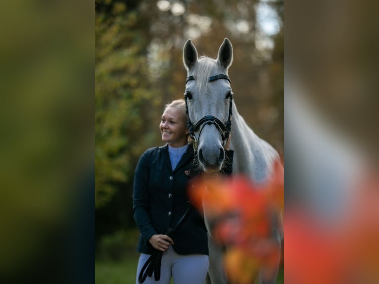 Łotewski koń gorącokrwisty Klacz 16 lat 159 cm Siwa in Marupe