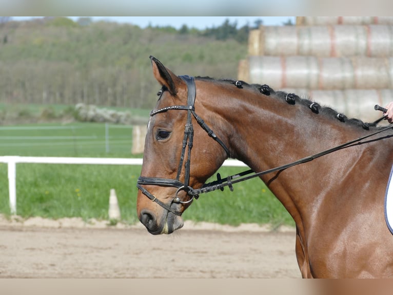 Łotewski koń gorącokrwisty Klacz 17 lat 167 cm Gniada in Ganschow