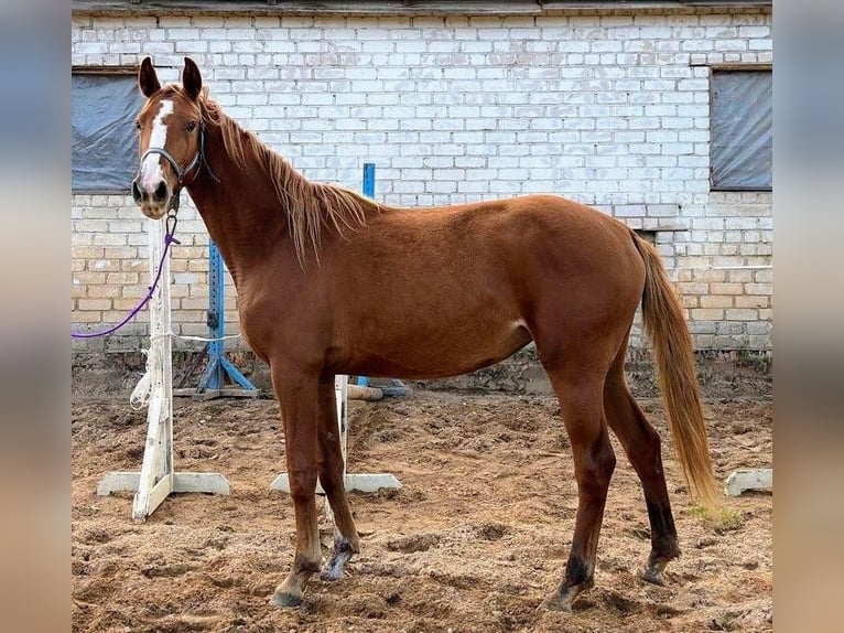 Łotewski koń gorącokrwisty Klacz 3 lat 164 cm in Riga