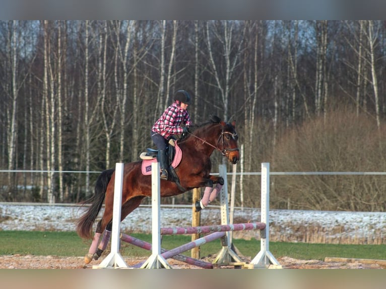 Łotewski koń gorącokrwisty Mix Klacz 5 lat 154 cm Gniada in Ogre