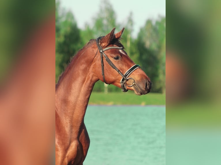 Łotewski koń gorącokrwisty Mix Klacz 5 lat 154 cm Gniada in Ogre