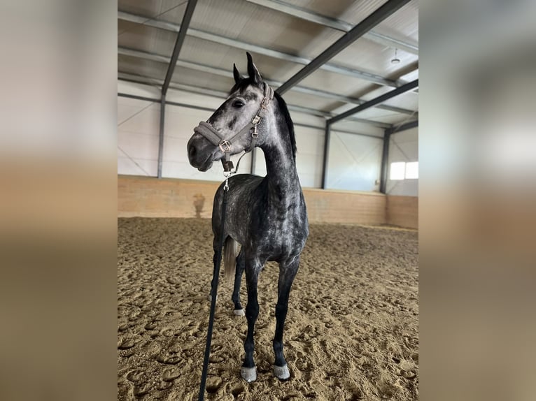 Łotewski koń gorącokrwisty Klacz 6 lat 171 cm Siwa in Jaworze