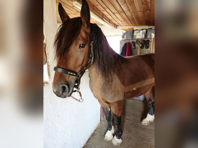 Łotewski koń gorącokrwisty Klacz 7 lat 156 cm Gniada in Zeitlarn