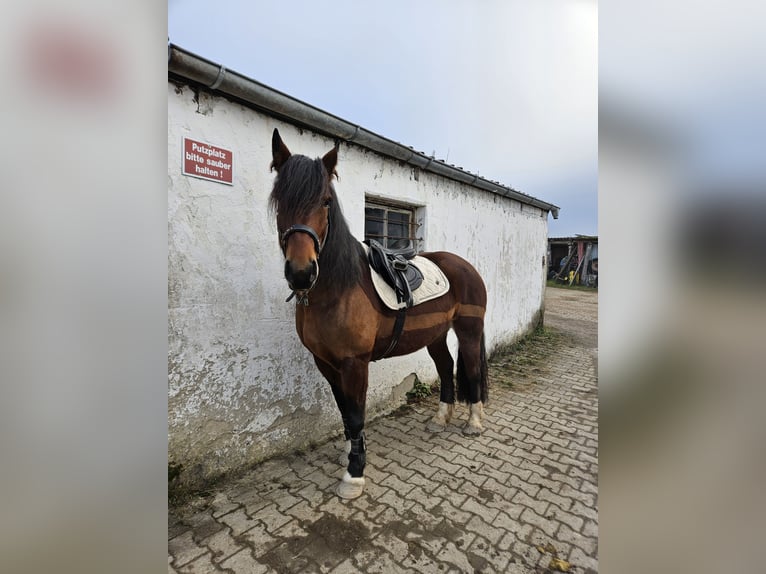 Łotewski koń gorącokrwisty Klacz 7 lat 156 cm Gniada in Zeitlarn