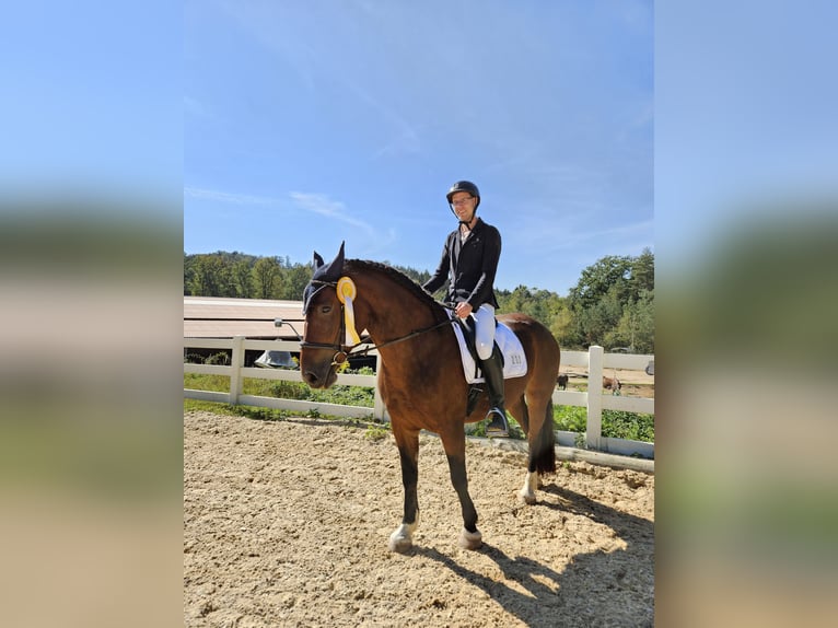 Łotewski koń gorącokrwisty Klacz 7 lat 156 cm Gniada in Zeitlarn