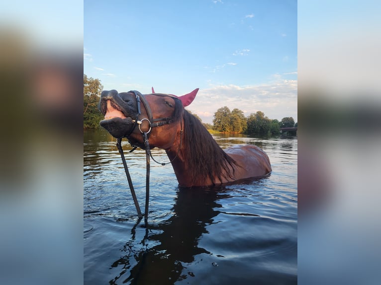Łotewski koń gorącokrwisty Klacz 7 lat 156 cm Gniada in Zeitlarn