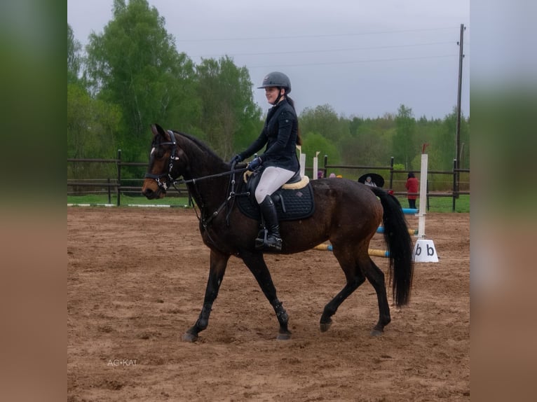 Łotewski koń gorącokrwisty Mix Klacz 9 lat 153 cm Gniada in Mežciems