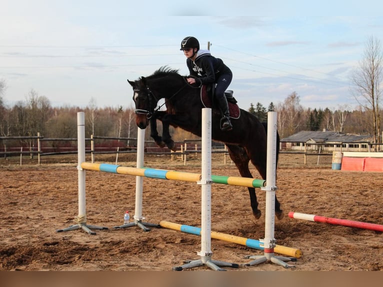 Łotewski koń gorącokrwisty Mix Klacz 9 lat 153 cm Gniada in Mežciems