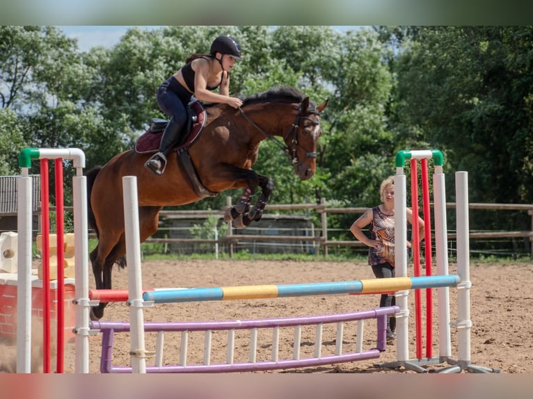 Łotewski koń gorącokrwisty Mix Klacz 9 lat 153 cm Gniada in Mežciems