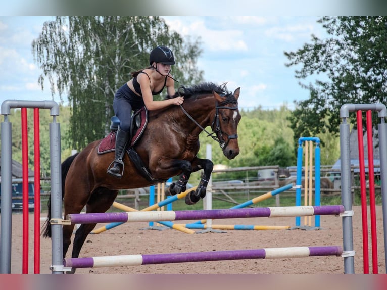 Łotewski koń gorącokrwisty Mix Klacz 9 lat 153 cm Gniada in Mežciems