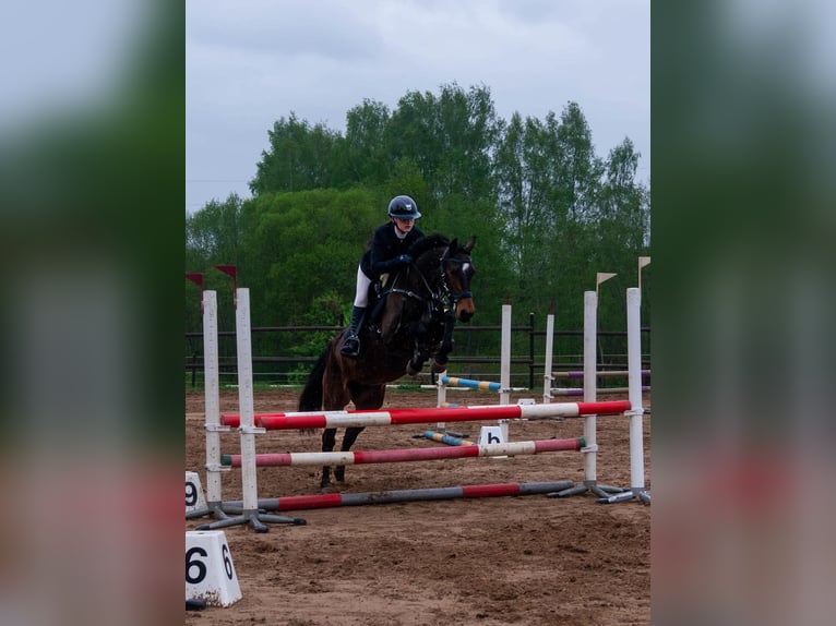 Łotewski koń gorącokrwisty Mix Klacz 9 lat 153 cm Gniada in Mežciems