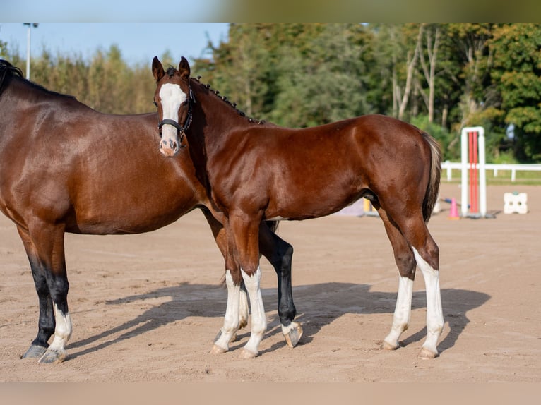 Łotewski koń gorącokrwisty Ogier Źrebak (06/2026) 170 cm Gniada in LIEPAJA