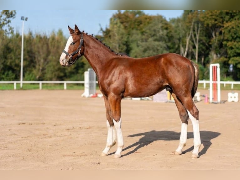 Łotewski koń gorącokrwisty Ogier Źrebak (06/2026) 170 cm Gniada in LIEPAJA