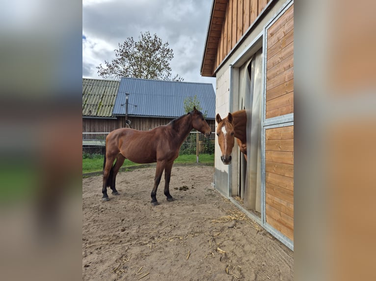 Łotewski koń gorącokrwisty Wałach 10 lat 163 cm Gniada in Jördenstorf