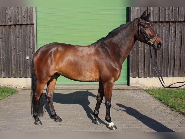 Łotewski koń gorącokrwisty Wałach 10 lat 165 cm Gniada in Wiesbaden