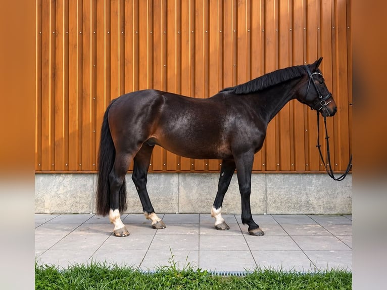 Łotewski koń gorącokrwisty Wałach 11 lat 170 cm Ciemnogniada in Fehmarn