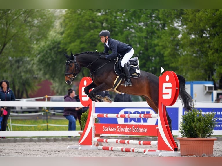 Łotewski koń gorącokrwisty Wałach 12 lat 180 cm Ciemnogniada in Bobingen