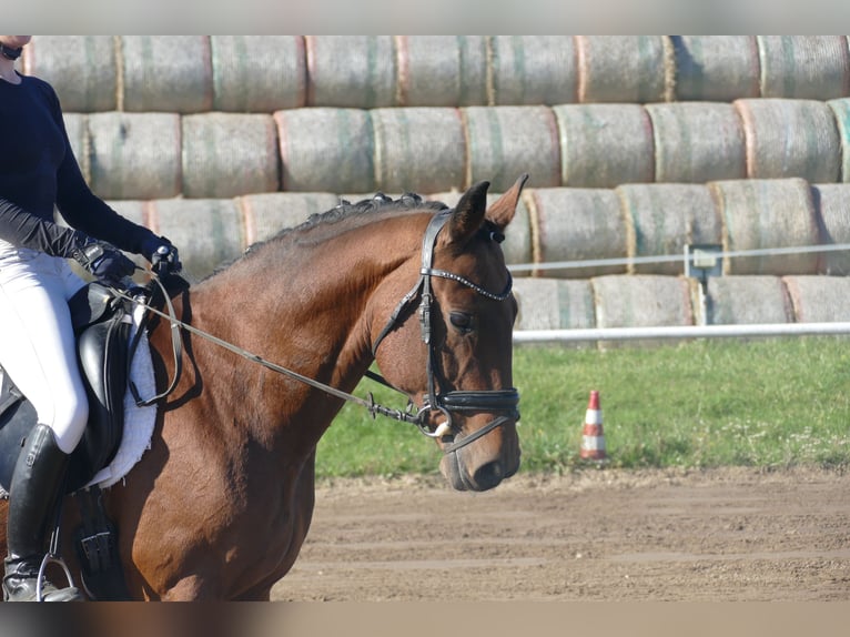 Łotewski koń gorącokrwisty Wałach 14 lat 159 cm Gniada in Ganschow