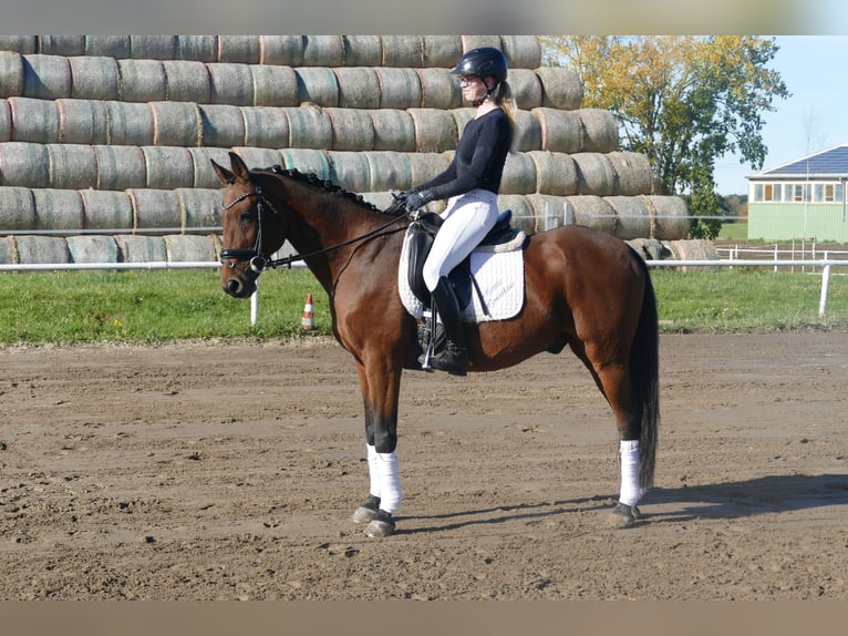 Łotewski koń gorącokrwisty Wałach 14 lat 159 cm Gniada in Ganschow