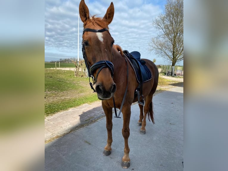 Łotewski koń gorącokrwisty Wałach 21 lat 174 cm Gniada in Leeuwarden
