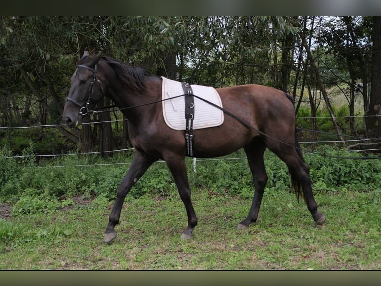 Łotewski koń gorącokrwisty Wałach 3 lat 167 cm Bułana in dobele, jaunberze