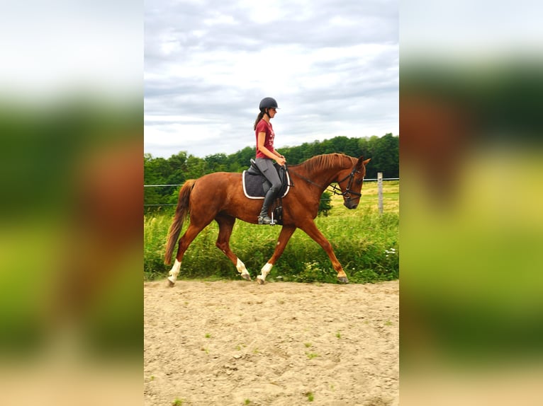 Łotewski koń gorącokrwisty Wałach 5 lat 165 cm Kasztanowata in N&#xFC;mbrecht