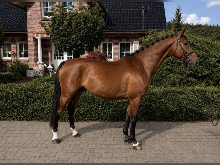 Łotewski koń gorącokrwisty Wałach 7 lat 169 cm Gniada in Wächtersbach