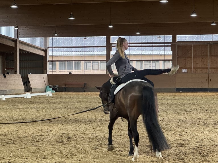 Łotewski koń gorącokrwisty Wałach 8 lat 160 cm Ciemnogniada in Ganschow