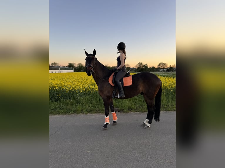 Łotewski koń gorącokrwisty Wałach 9 lat 169 cm Ciemnogniada in Sulzbach