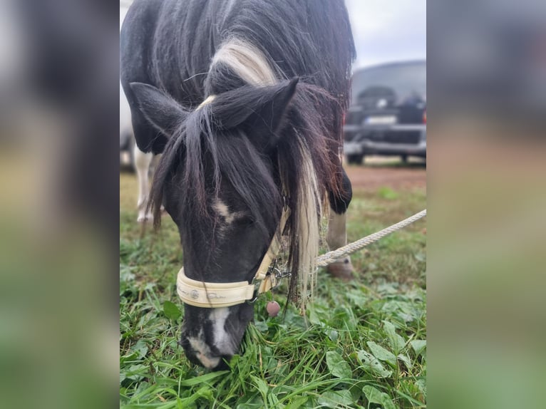 Other Breeds Gelding 10 years 11,2 hh Pinto in Baruth/Mark