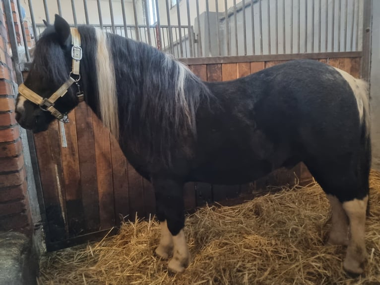 Other Breeds Gelding 10 years 11,2 hh Pinto in Baruth/Mark