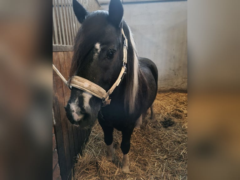 Other Breeds Gelding 10 years 11,2 hh Pinto in Baruth/Mark