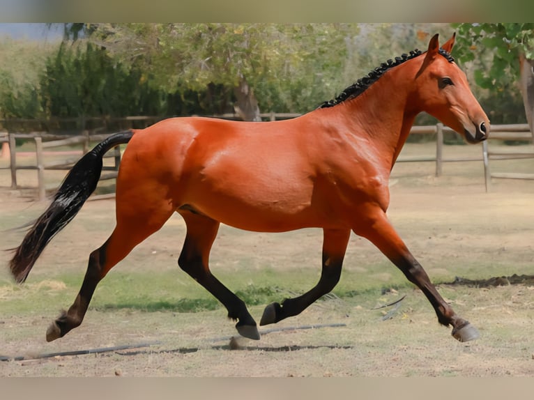 Other Breeds Mix Gelding 10 years 13.2 hh Bay in South Africa