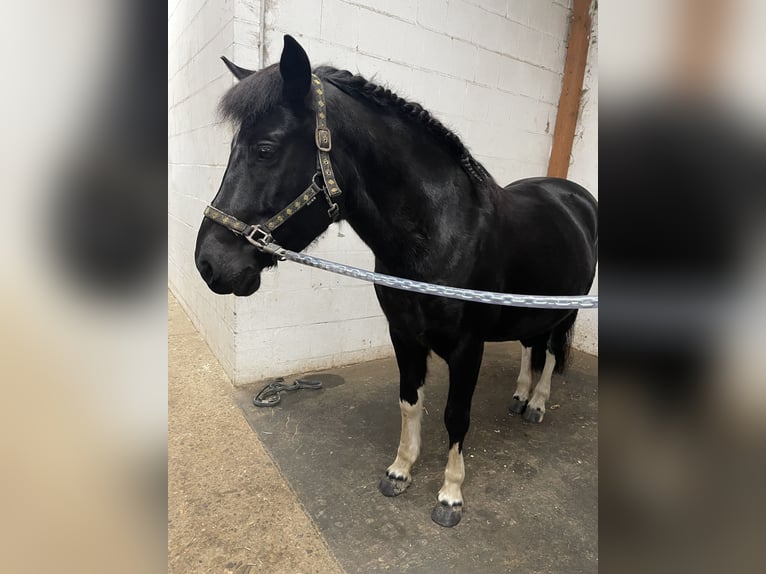 Other Breeds Gelding 10 years 13,2 hh Black in Ahlen