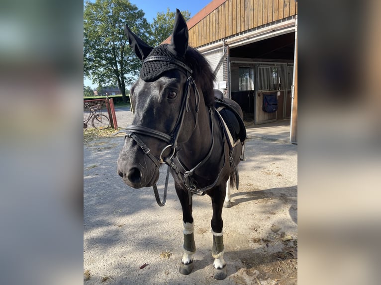 Other Breeds Gelding 10 years 13,2 hh Black in Ahlen