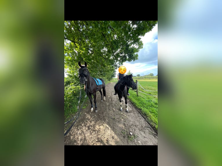 Other Breeds Gelding 10 years 13,2 hh Black in Ahlen