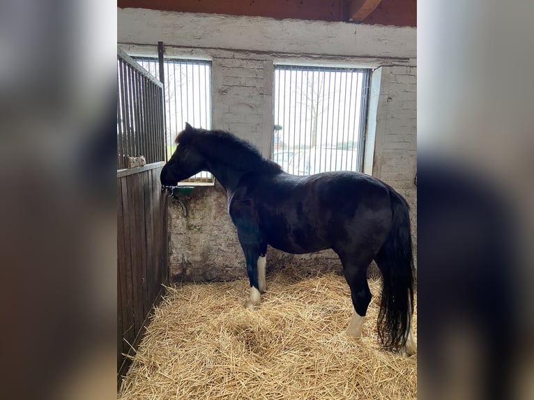 Other Breeds Gelding 10 years 13,2 hh Black in Ahlen