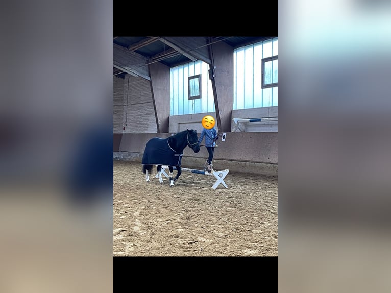 Other Breeds Gelding 10 years 13,2 hh Black in Ahlen