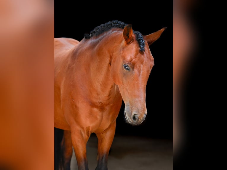 Other Breeds Mix Gelding 10 years 13,2 hh Bay in South Africa