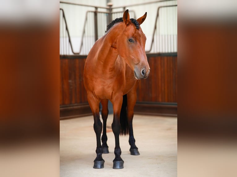 Other Breeds Mix Gelding 10 years 13,2 hh Bay in South Africa