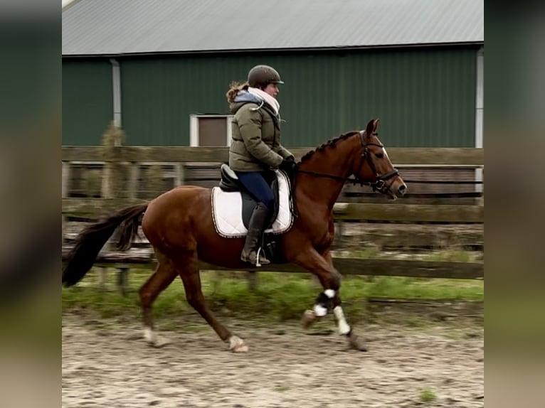 Other Breeds Gelding 10 years 14,1 hh Chestnut-Red in Barneveld