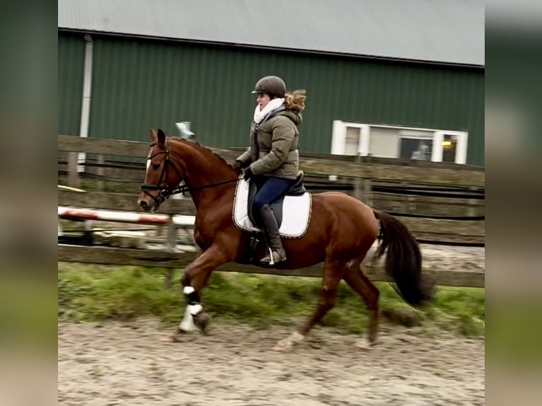 Other Breeds Gelding 10 years 14,1 hh Chestnut-Red in Barneveld